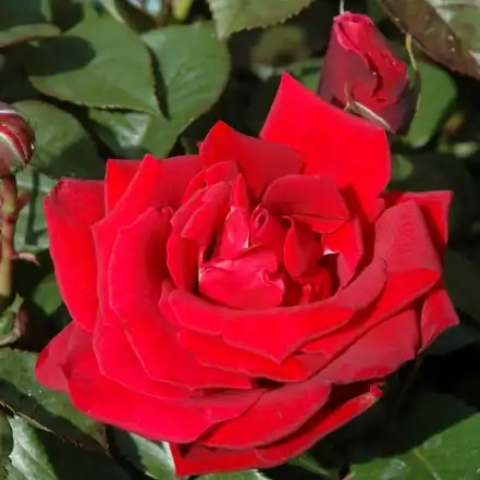 Trandafiri hibrizi Tea - Trandafiri - Thinking of You™ - 